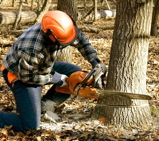 Tree Removal in Cold Spring Harbor, NY